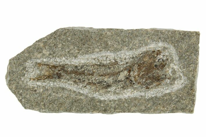 Oligocene Fossil Lanternfish (Eomyctophum) - Poland #374302